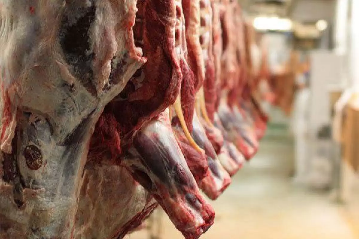 آغاز توزیع گوشت قرمز گرم با قیمت مصوب در فارس