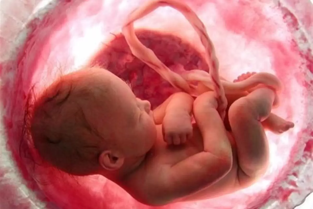 جلوگیری از سقط 405 جنین سالم در فارس به همت مرکز مردمی «نفس»