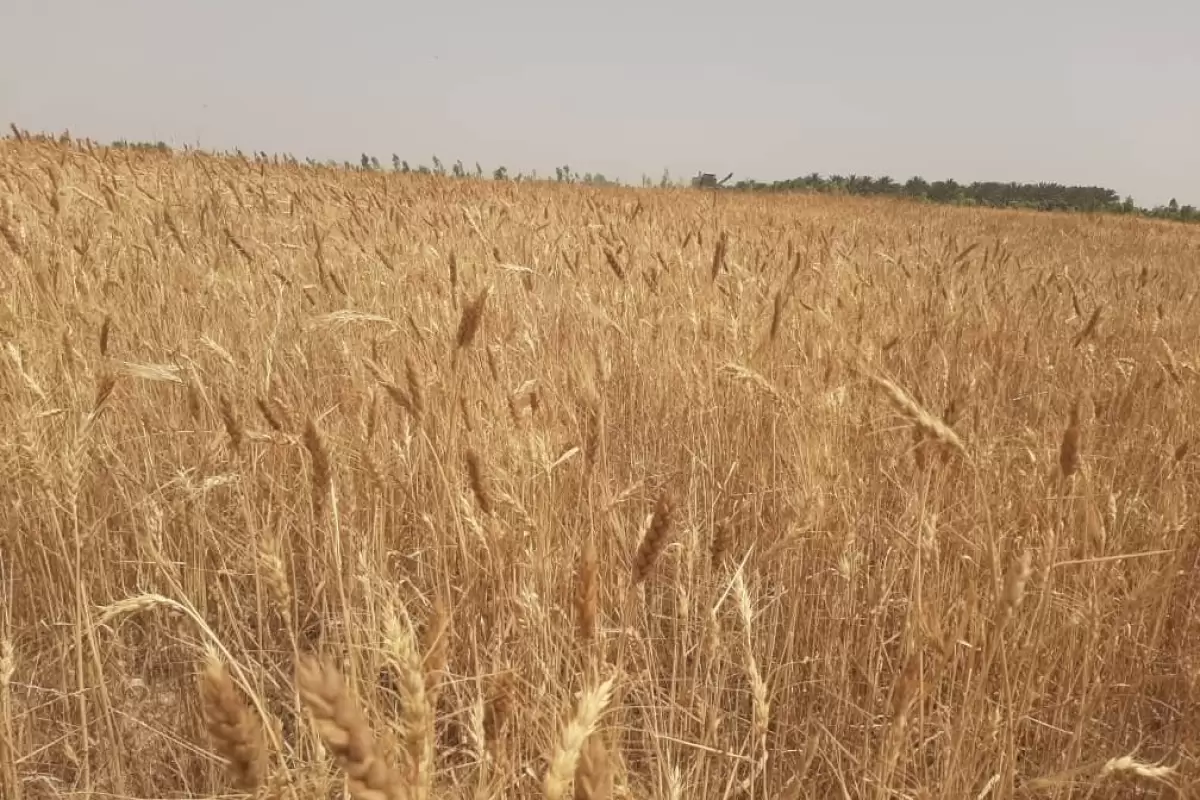 کشاورزان دلگان بالغ بر ۷ هزار و ۲۰۰ تن گندم به مراکز خرید تحویل داده‌اند