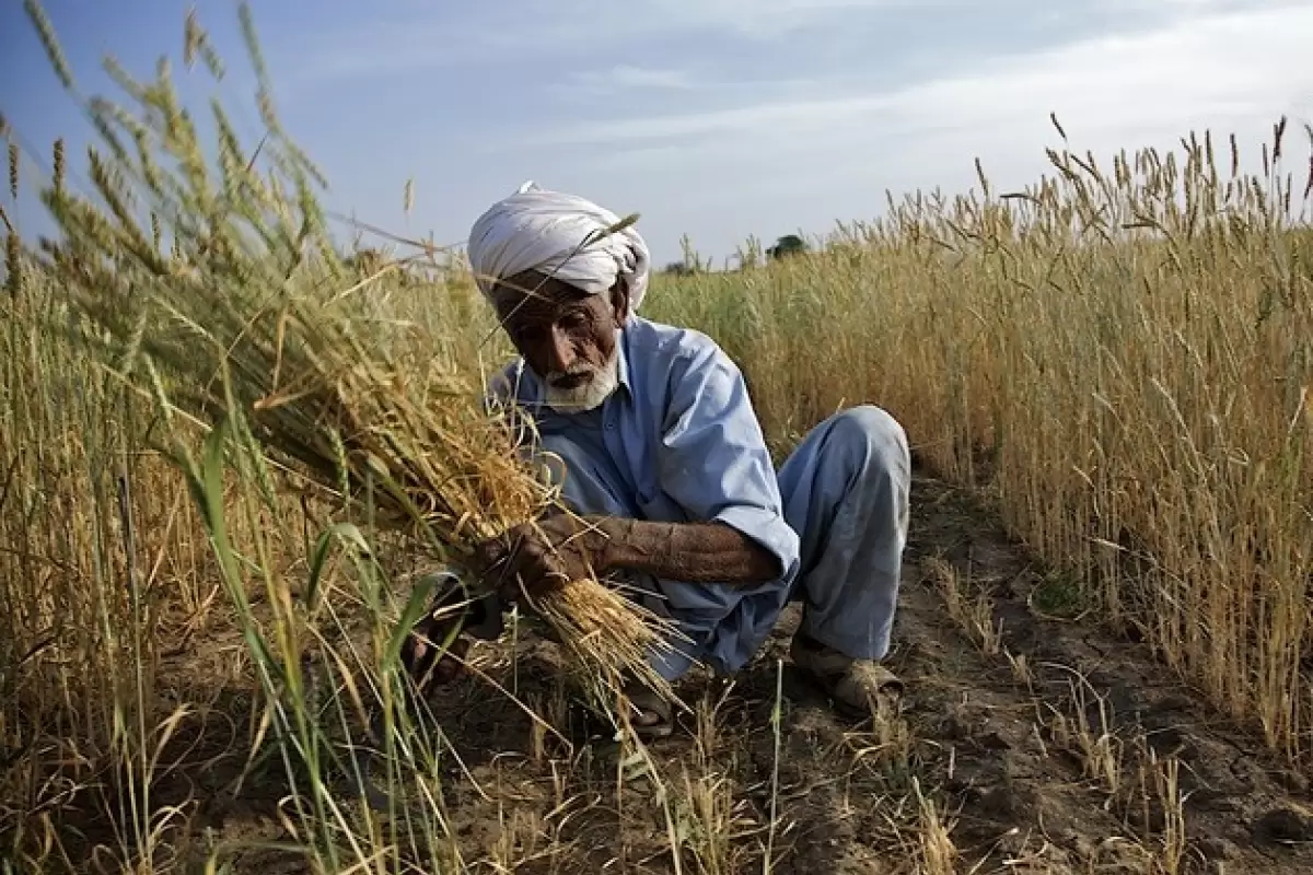 خریدبیش از ١٨ هزار تن گندم از کشاورزان جنوب سیستان و بلوچستان
