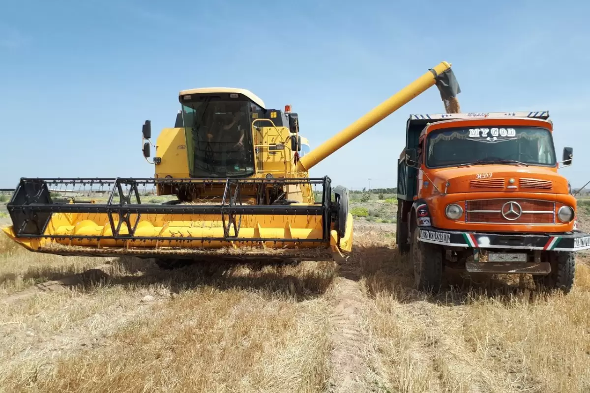 خرید گندم از کشاورزان سیستان و بلوچستان به مرز ٢٧هزار تن رسید
