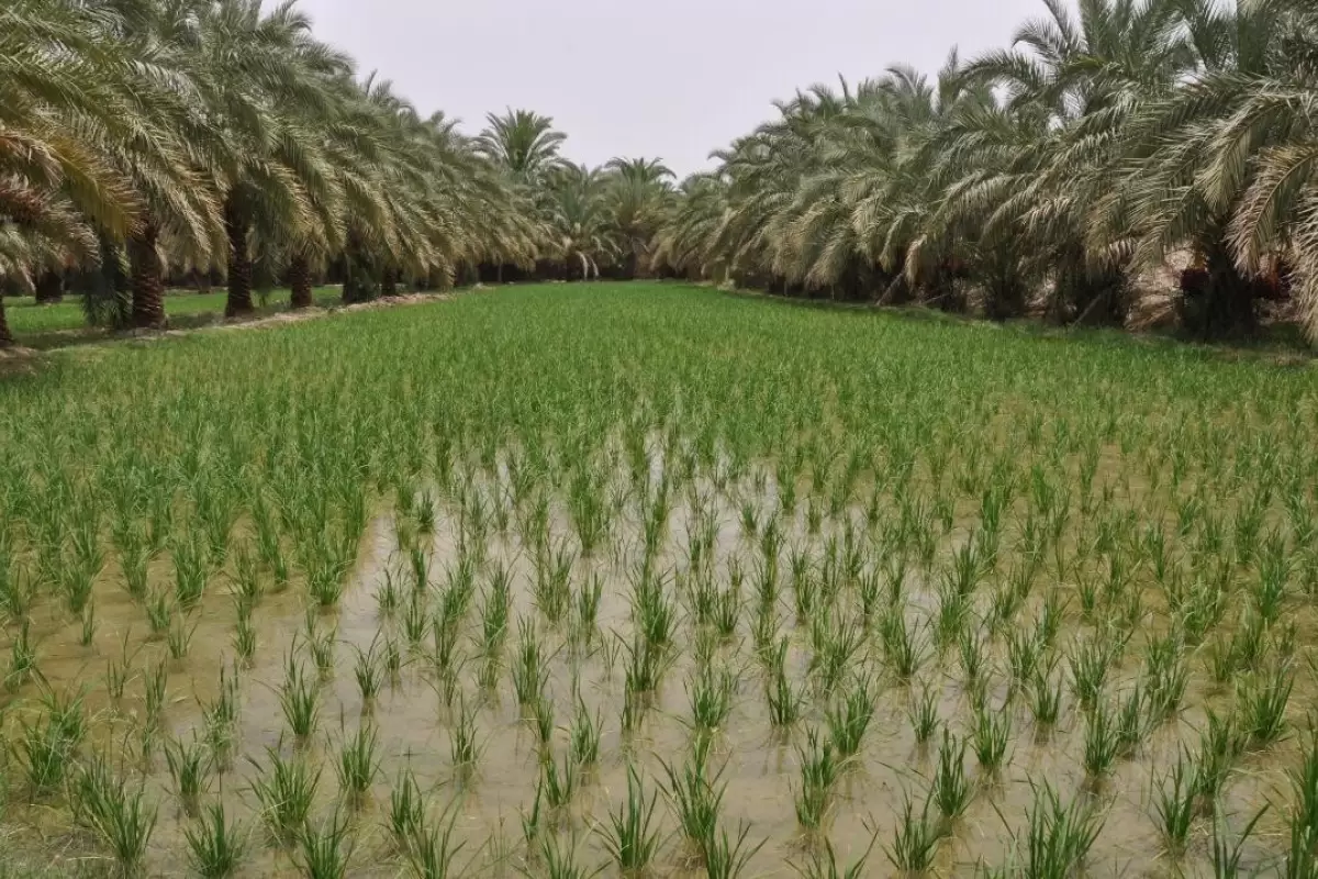 ٢٠٠ هکتار برنج در ایرندگان خاش کشت شد
