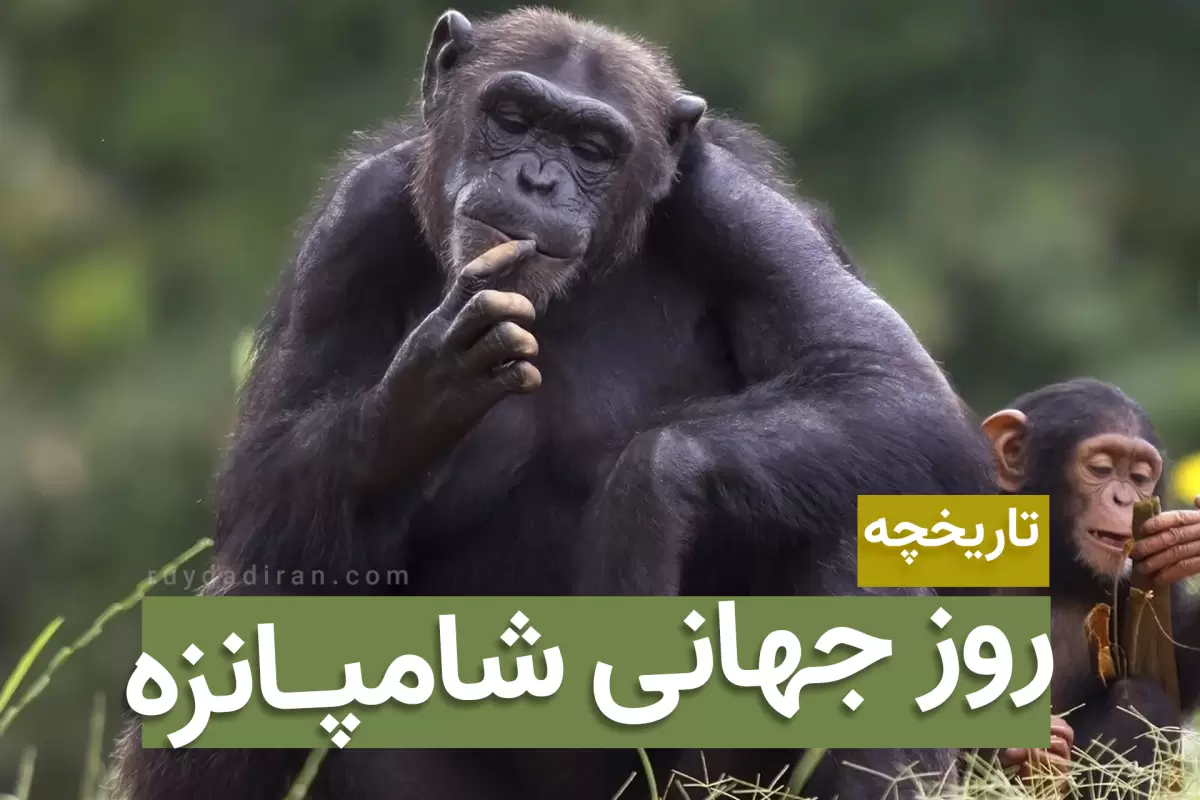 روز جهانی شامپانزه چه روزی است؟ نکاتی عجیب که نمی دانستید