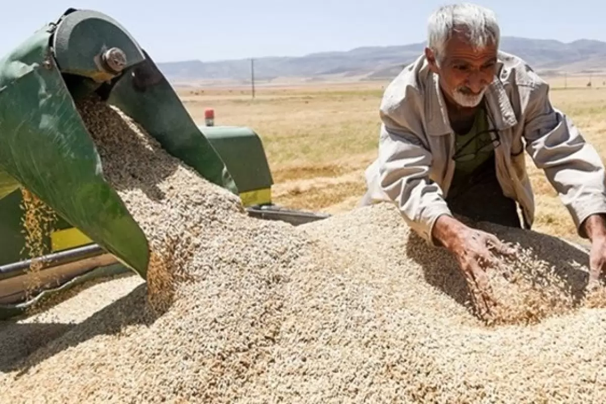 خرید ١٨٠٠ تن گندم از کشاورزان گندمکار سیستان