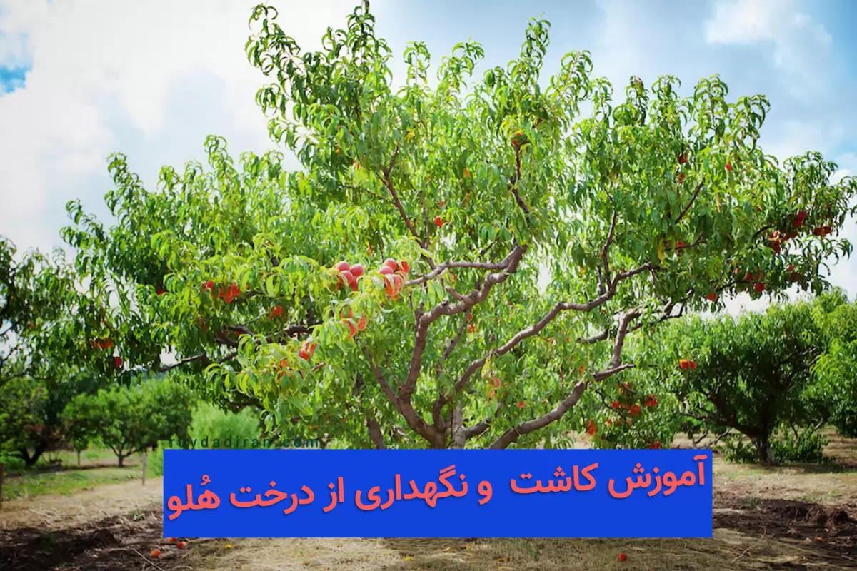 آموزش کاشت و نگهداری درخت هلو