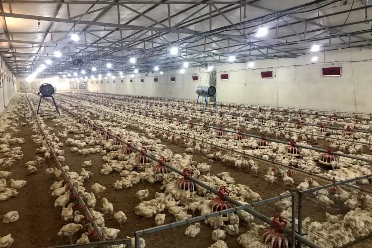 ظرفیت تولید گوشت مرغ در ایرانشهر به بیش از ٢ برابر خواهد رسید