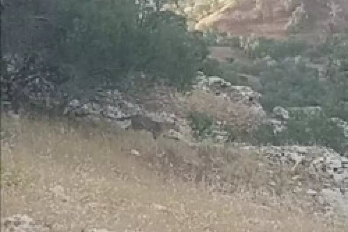 زادآوری پلنگ ایرانی در پارک ملی تندروه شهرستان درگز