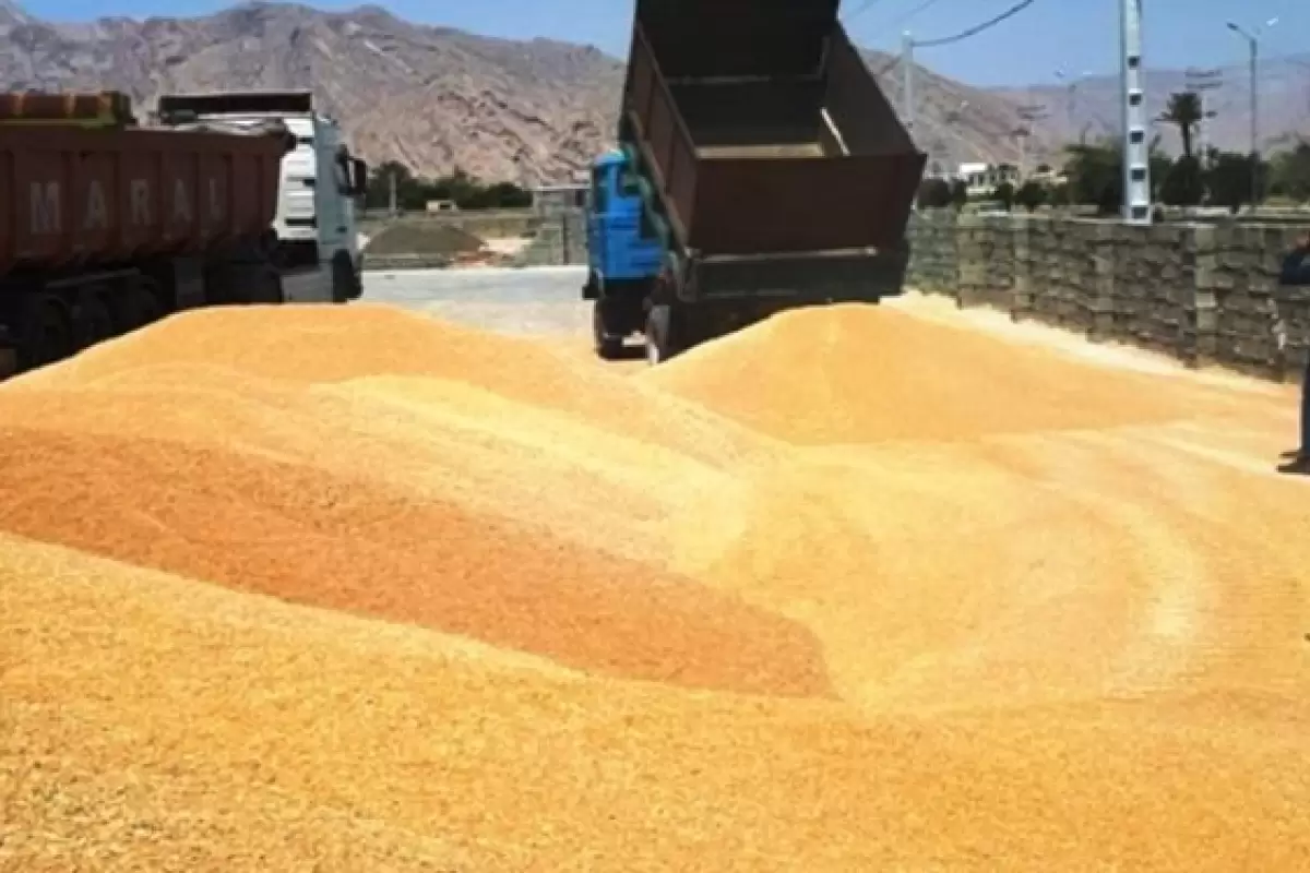 رشد ٧١ درصدی خرید گندم در سیستان وبلوچستان