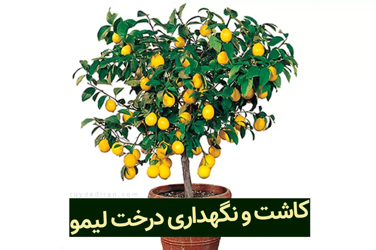 روش های کاشت درخت لیمو ترش در گلدان و باغچه