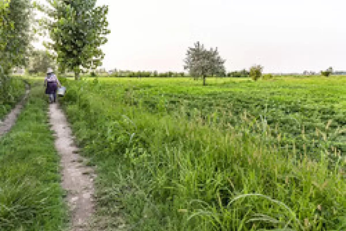 حل معضل کشت بادام زمینی در استان گیلان با یک طرح دانش بنیان