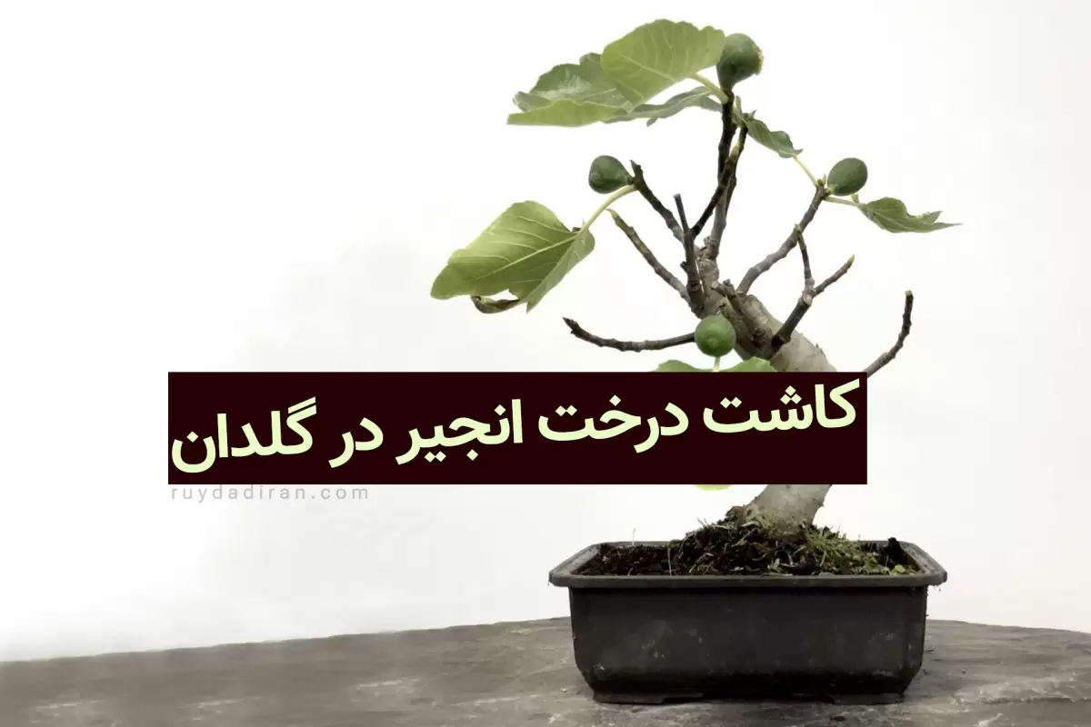 آموزش کاشت درخت انجیر در گلدان به صورت گام به گام با فیلم