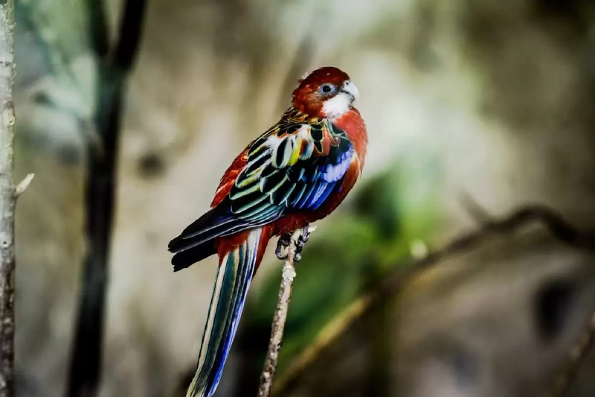 جهان پرندگان  از پس دوربین دوچشمی