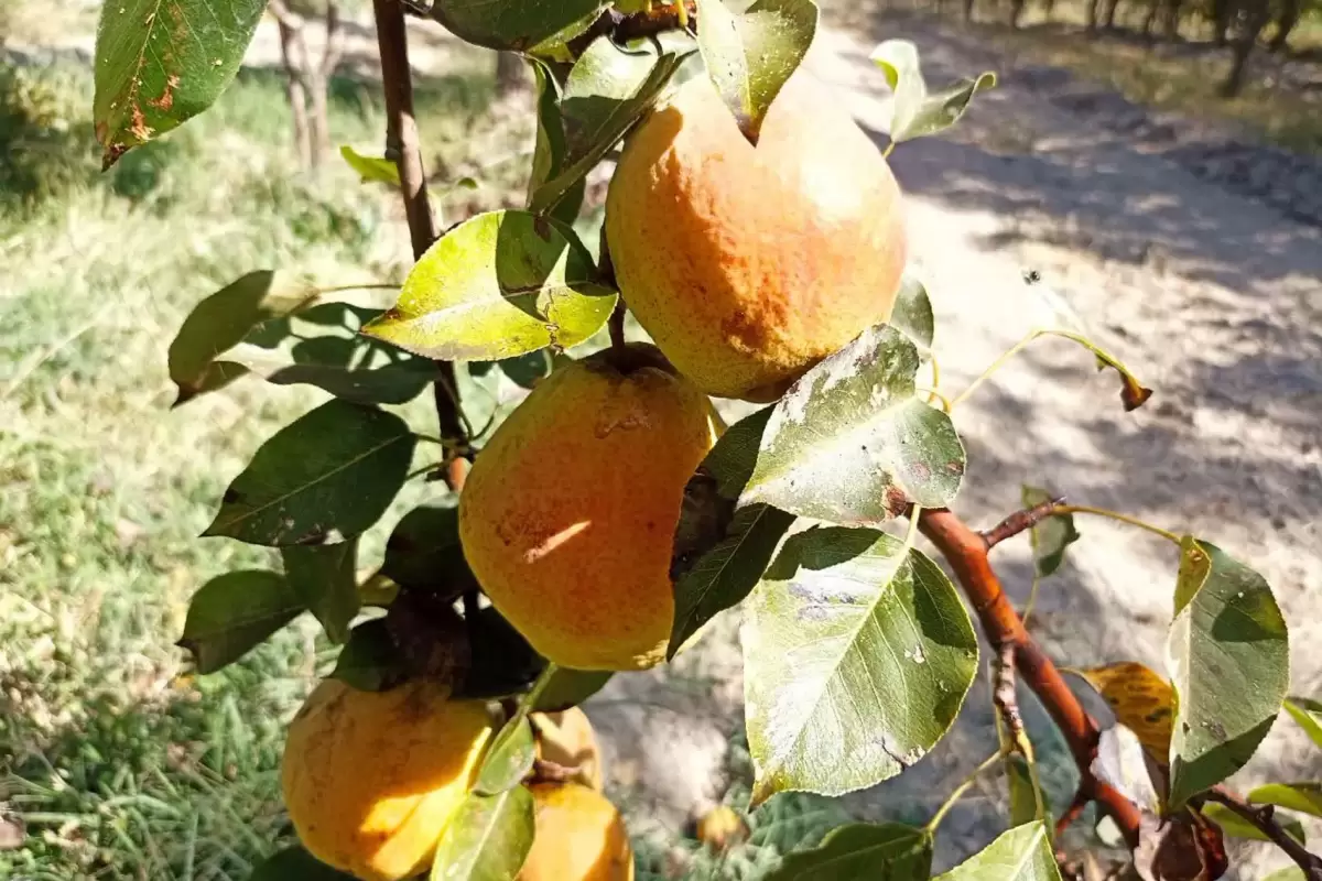 برداشت محصول شیرین و آبدار گلابی از باغ‌های شهرستان مشهد