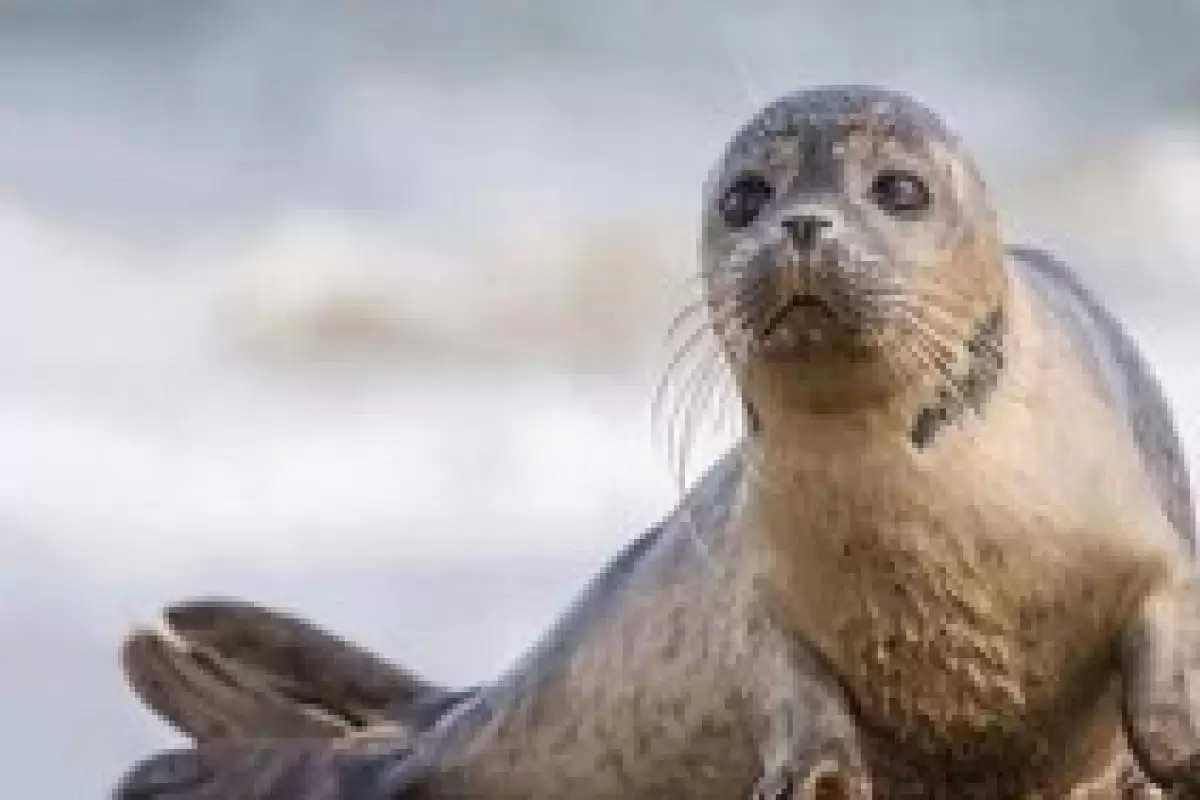 خطر انقراض تنها پستاندار دریای خزر/ تشکیل تیم امداد و نجات ویژه