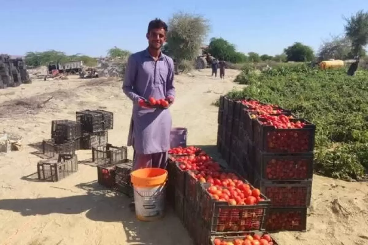 برداشت گوجه فرنگی از مزارع شهرستان زرآباد