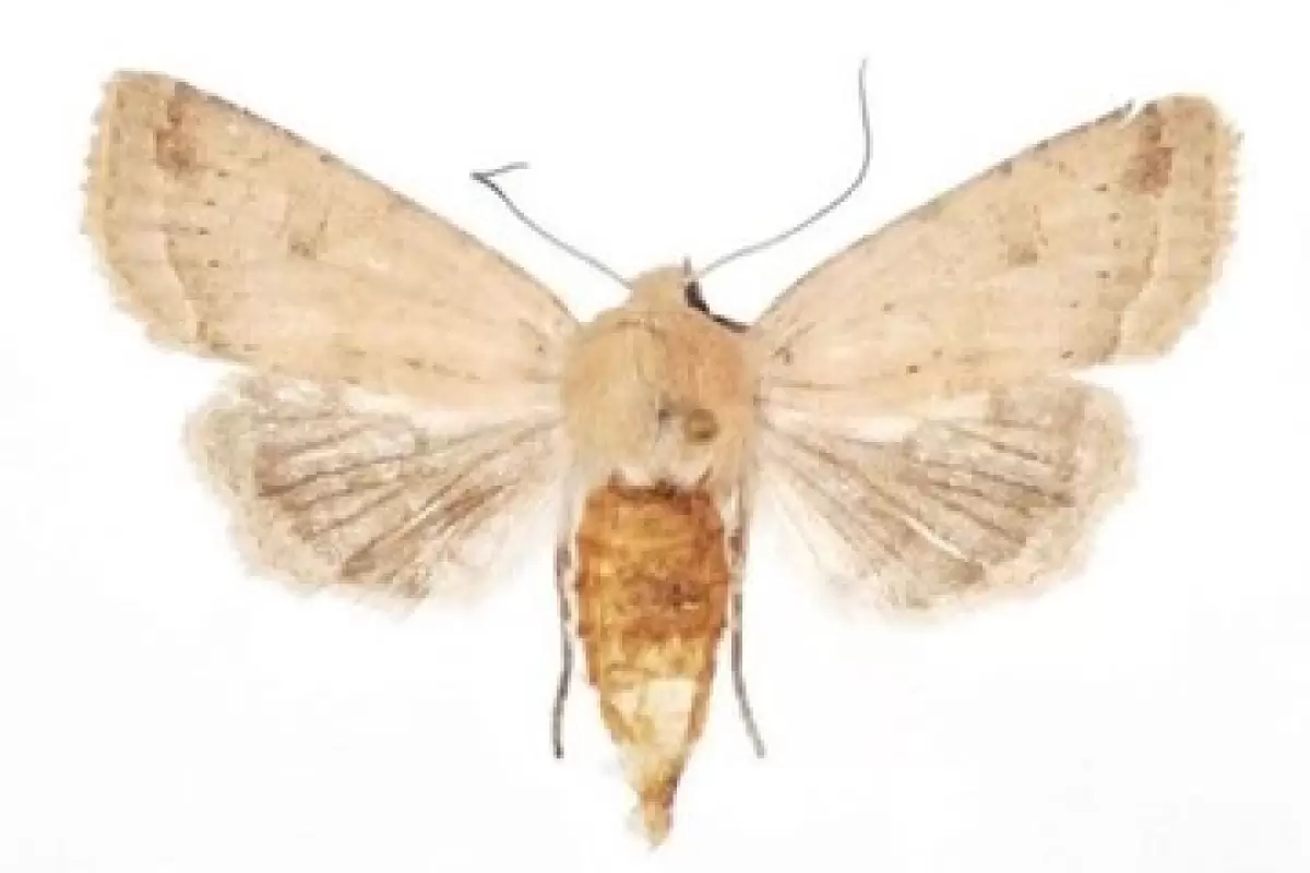 کشف گونه‌ای جدید از پروانه‌ها توسط پژوهشگران ایرانی
