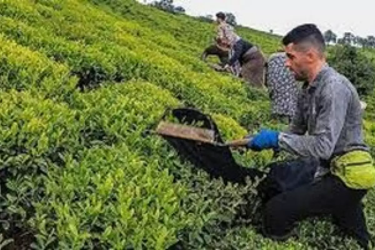 آغاز برداشت برگ سبز چای/خرید تضمینی با مباشرت سازمان چای انجام می‌شود