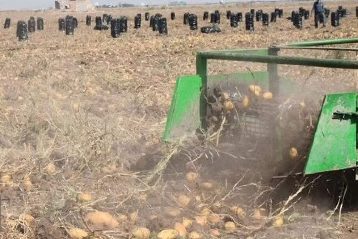 آغاز برداشت سیب زمینی از اراضی کشاورزی شهرستان ایرانشهر