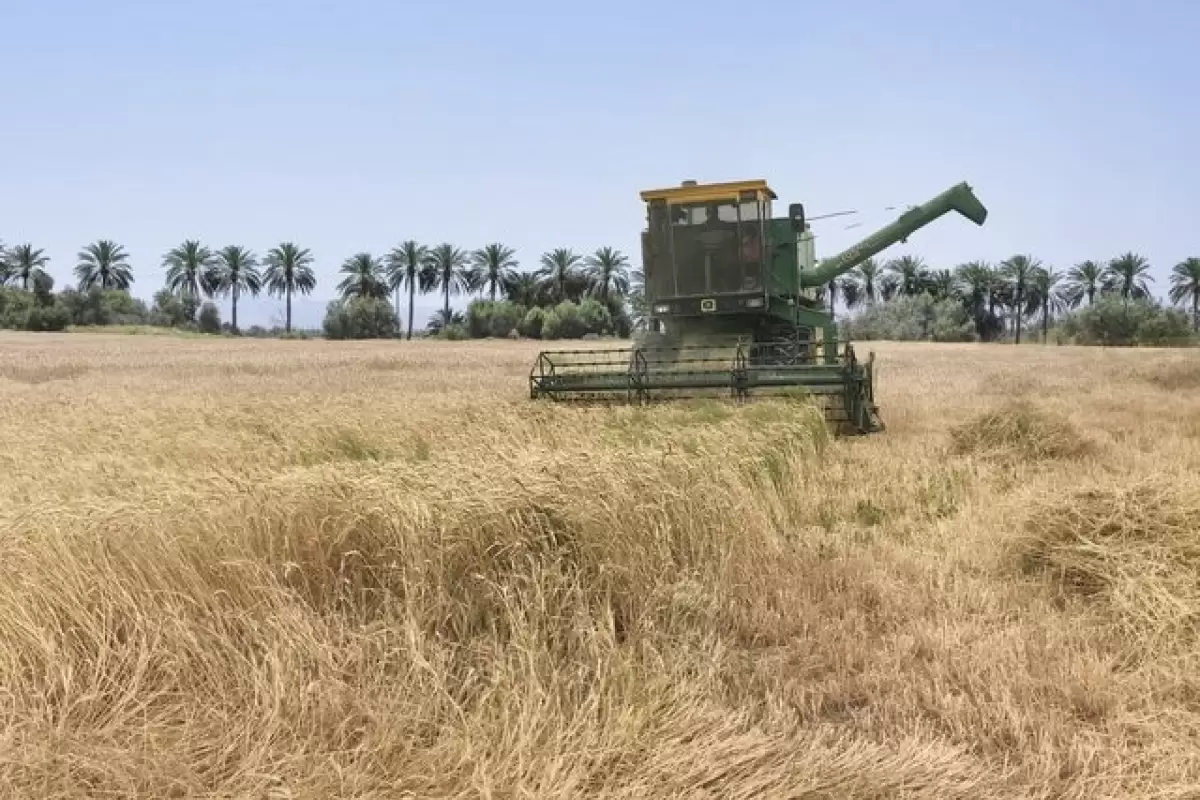 خرید گندم در سیستان و بلوچستان به بیش از ۴۷ هزار تن رسید