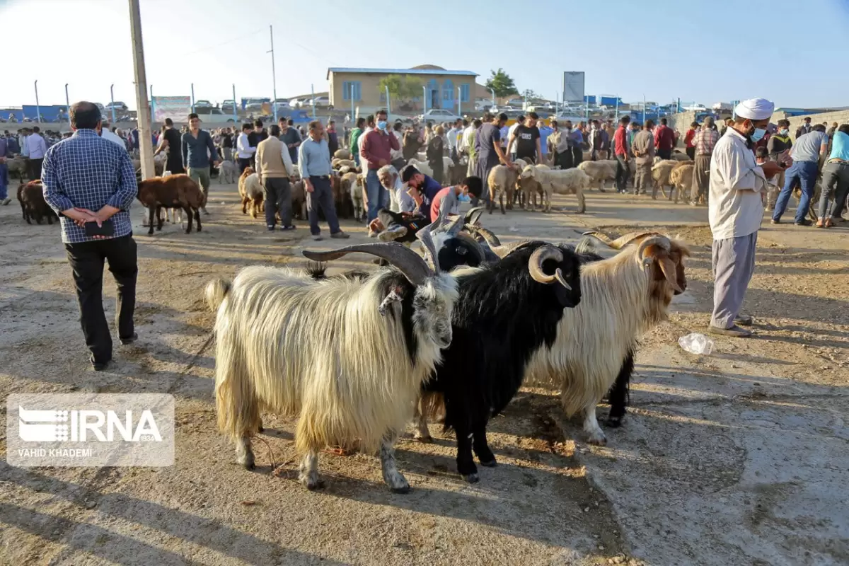 ۷۷ گروه دامپزشکی بر خرید و ذبح دام عیدقربان در گلستان نظارت دارند