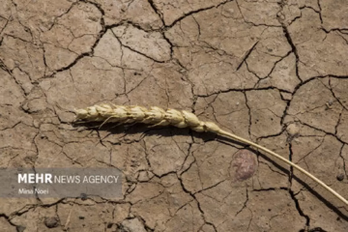 ۱۰۰ درصد مساحت استان های البرز، یزد و سمنان با خشکسالی مواجه‌اند