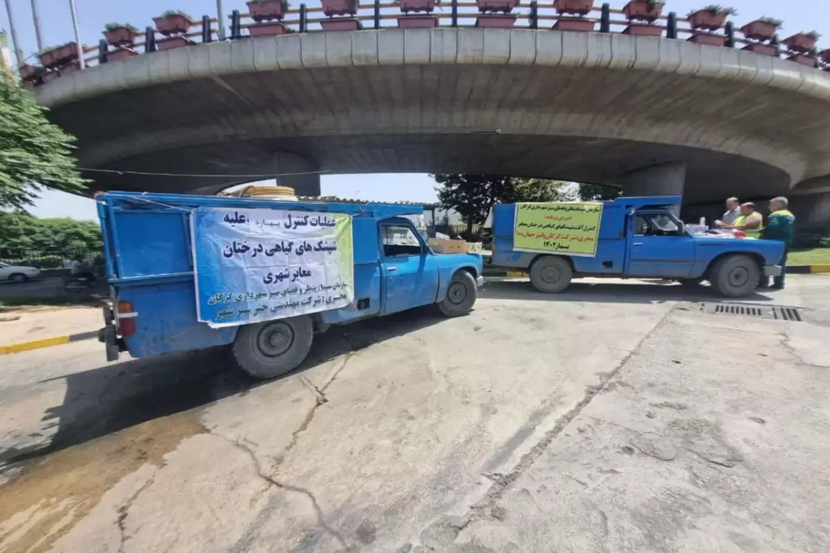 سم‌پاشی بهاره درختان مرکبات معابر شهری گرگان آغاز شد