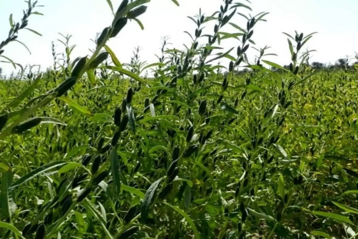 آغاز کشت دانه روغنی کنجد در اراضی کشاورزی سیستان وبلوچستان