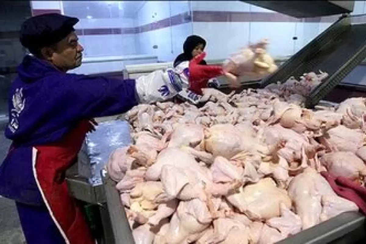 عبور قیمت مرغ از ۱۱۰ هزار تومان؛ از قرارگاه مرغ رئیسی چه خبر؟