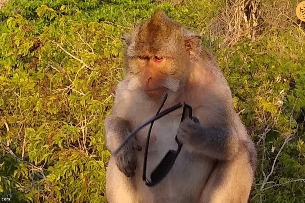 (ویدئو) ترفند زیرکانه برای گرفتن عینک از دست میمون