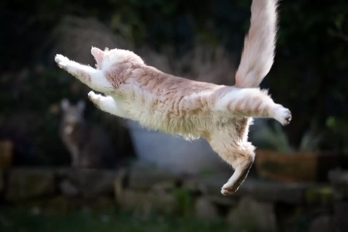 (ویدئو) ترساندن گربه حین مبارزه با یک مار سمی!