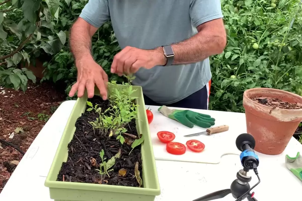(ویدئو) چگونه بدون بذر در خانه گوجه بکاریم و گوجه بیشتری برداشت کنیم؟