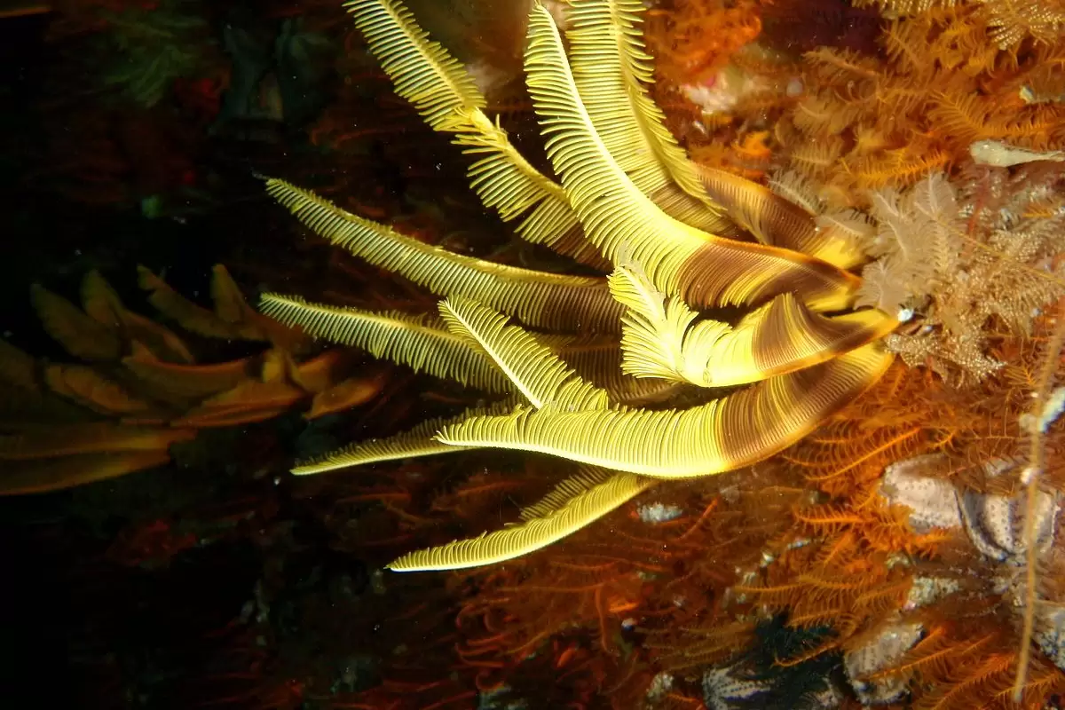 (ویدئو) جانوری عجیب در آب‌های خلیج‌فارس!