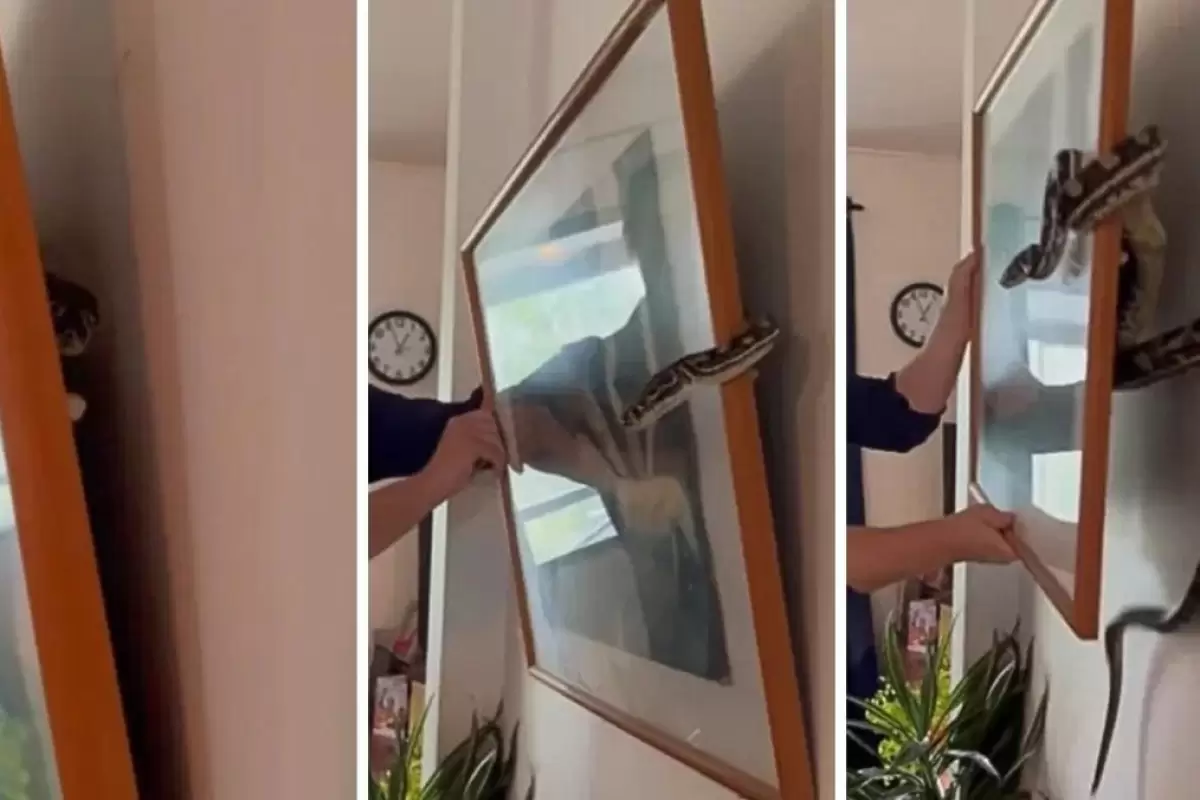 (ویدئو) پنهان شدن مار پیتون پشت قاب عکس روی دیوار یک خانه
