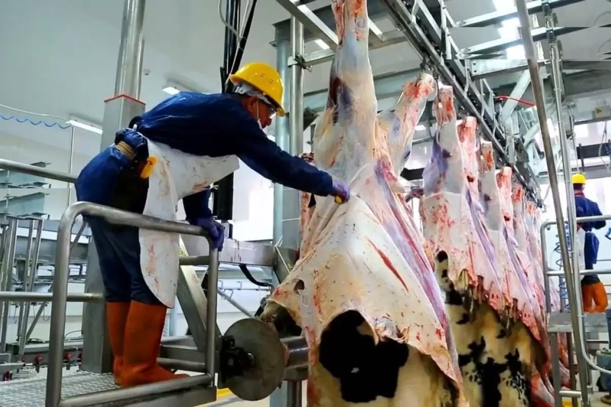 (ویدئو) فرایند پرورش گاو در گاوداری؛ بسته‌بندی گاوهای غول‌پیکر در کارخانه