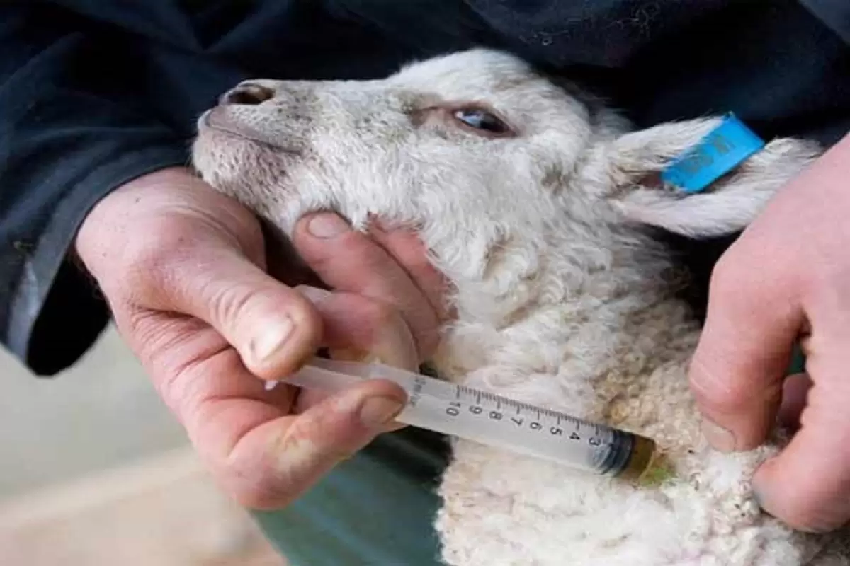 اجرای طرح واکسیناسیون دام‌های گلستان علیه تب برفکی