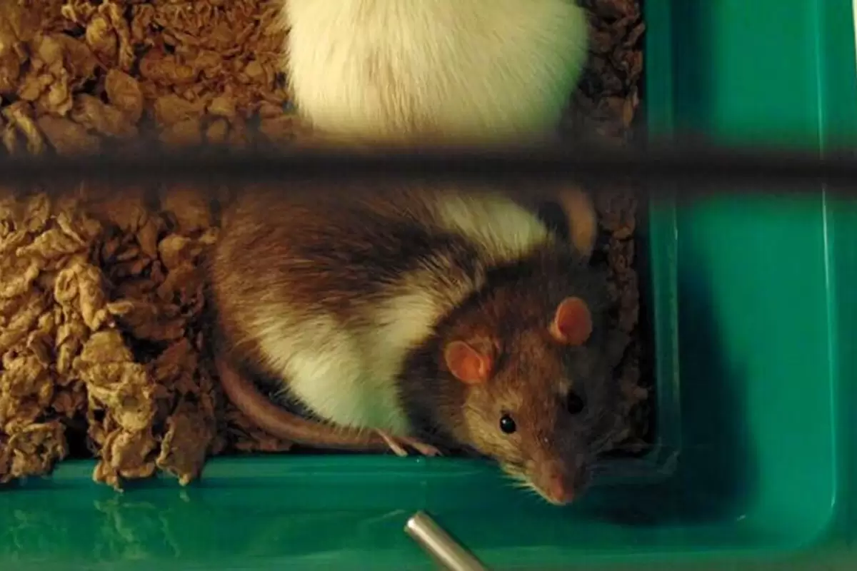 (ویدئو) گیرافتادن موش‌های غول پیکر در تله موش