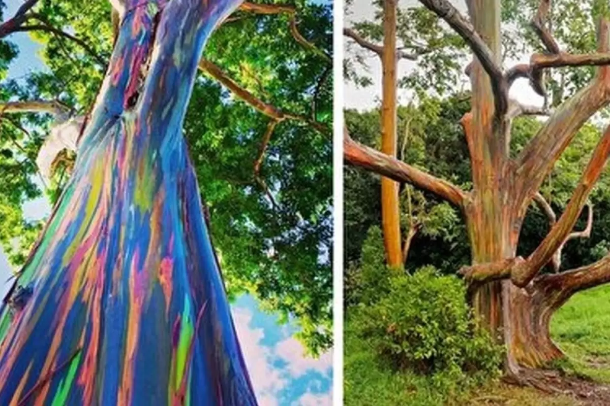 (ویدیو) این درخت عجیب مثل آفتاب پرست رنگ عوض می‌کند