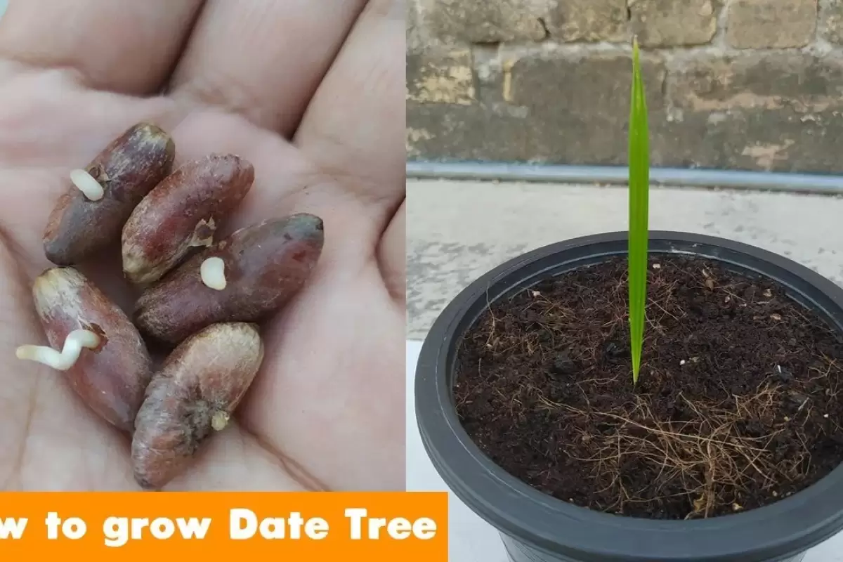 (ویدئو) با این روش ساده و سریع از طریق هسته، در خانه درخت خرما پرورش دهید