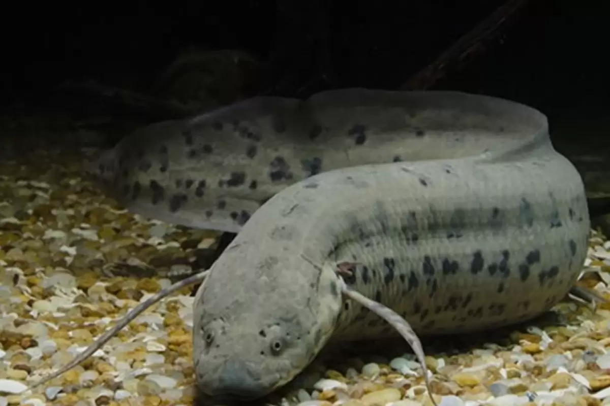 (ویدئو) این ماهی ۵ سال بدون آب و غذا زنده می‌ماند!