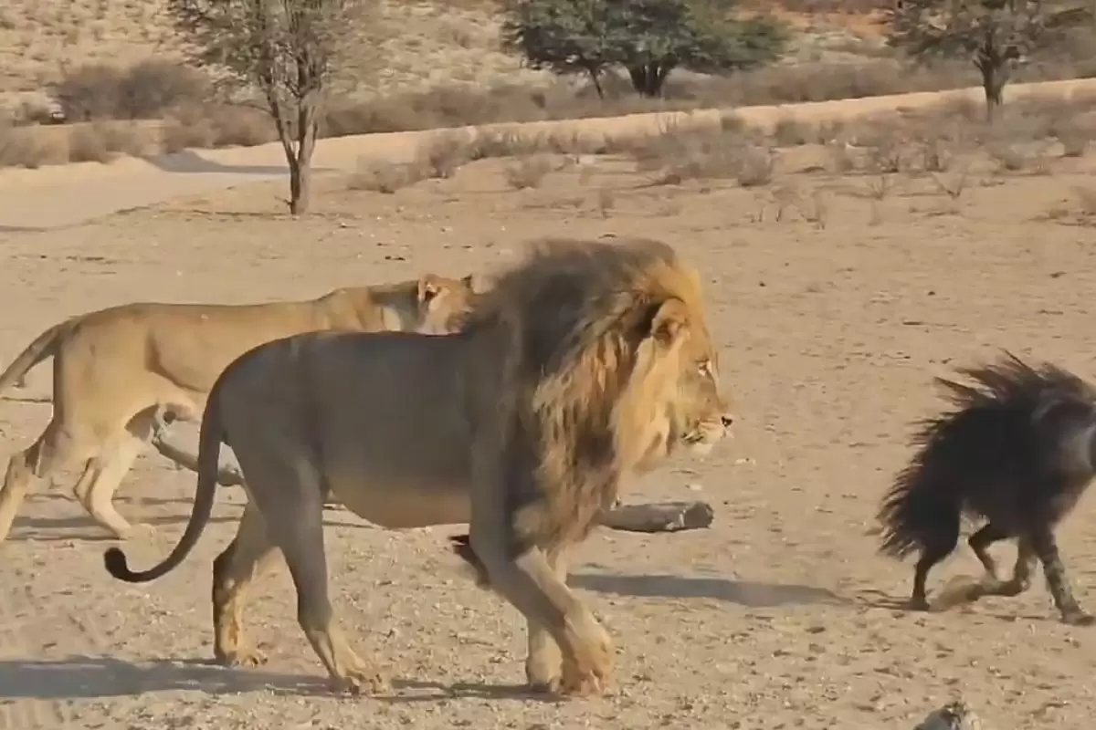 (ویدئو) گیج شدن خانواده شیر از دیدن یک کفتار عجیب و غریب