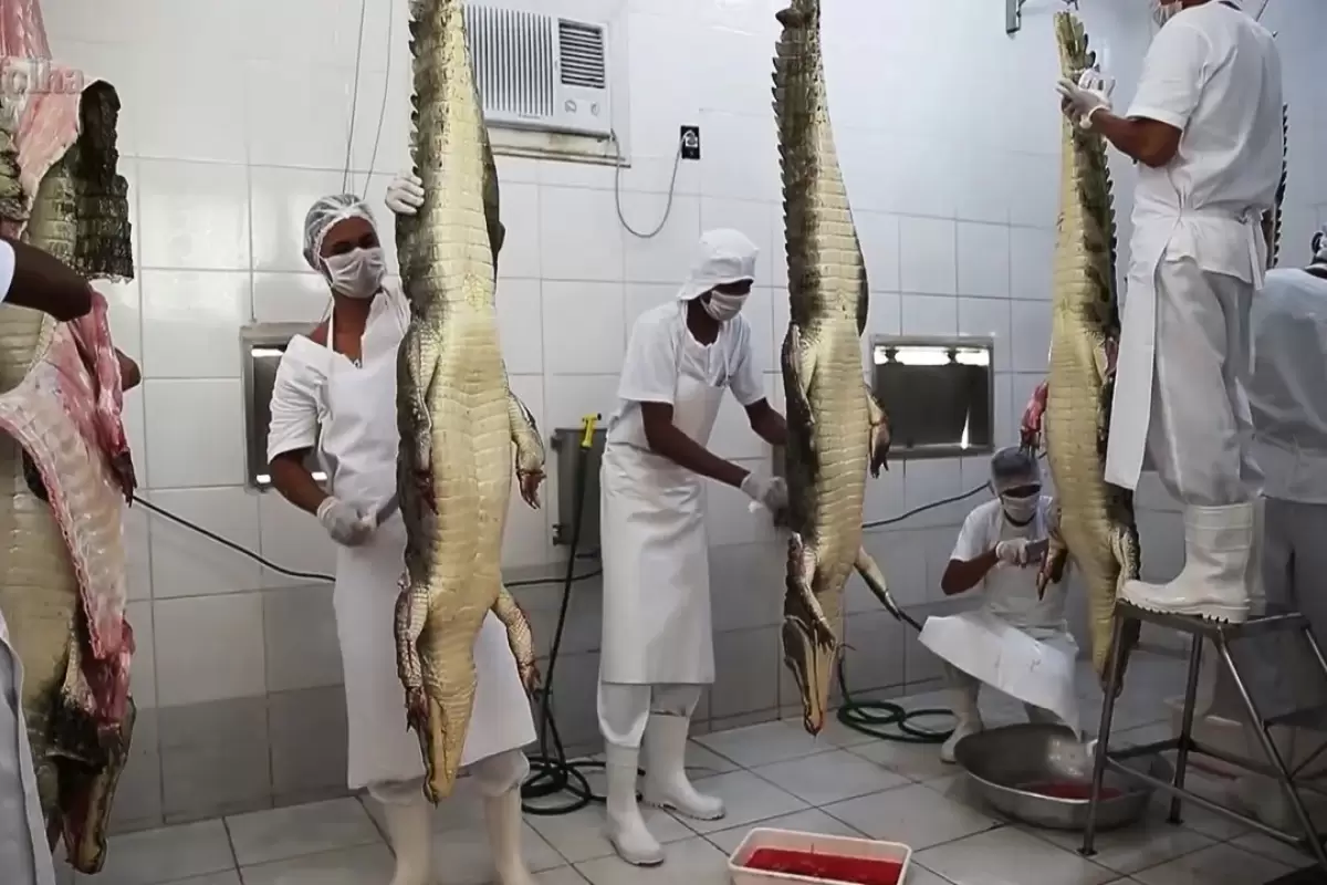 (ویدئو) بزرگترین مزرعه پرورش تمساح در برزیل؛ فرآوری گوشت و پوست تمساح را در کارخانه ببینید