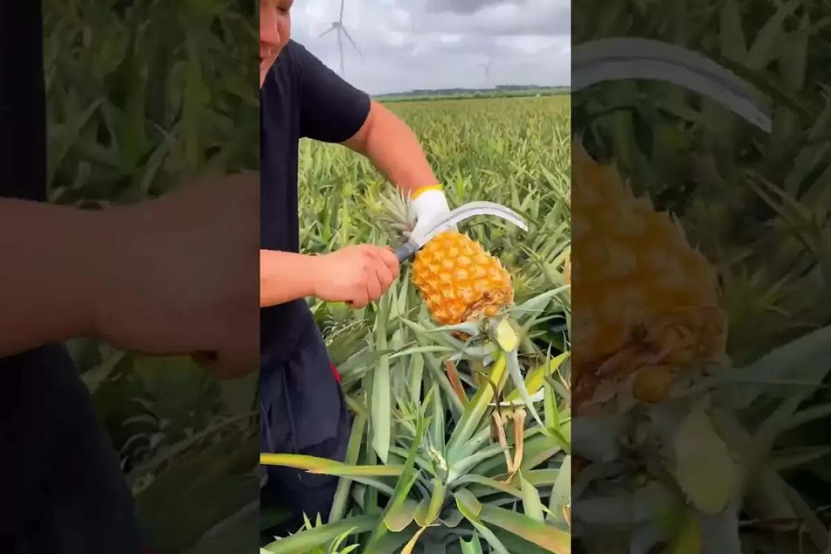 (ویدئو) لحظه لذت بخش برداشت و برش زدن آناناس در مزرعه