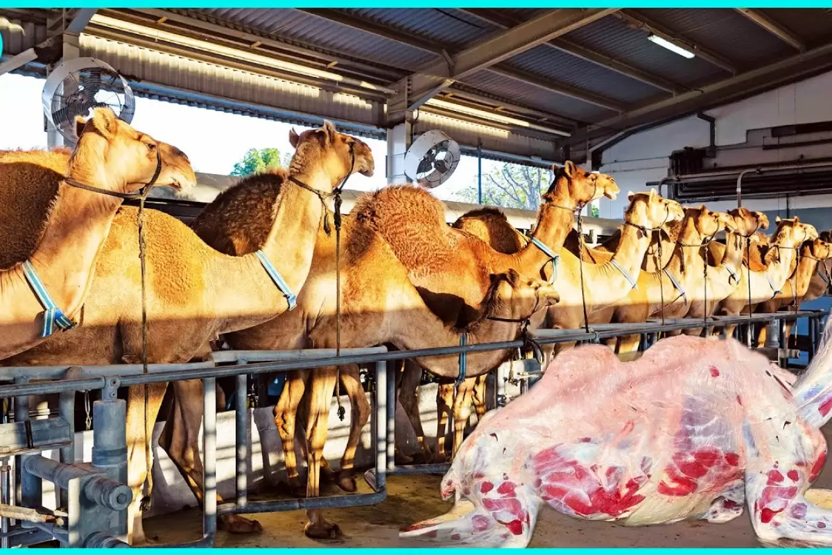 (ویدئو) فرآیند پرورش هزاران شتر در مزرعه و فرآوری گوشت شتر در کارخانه