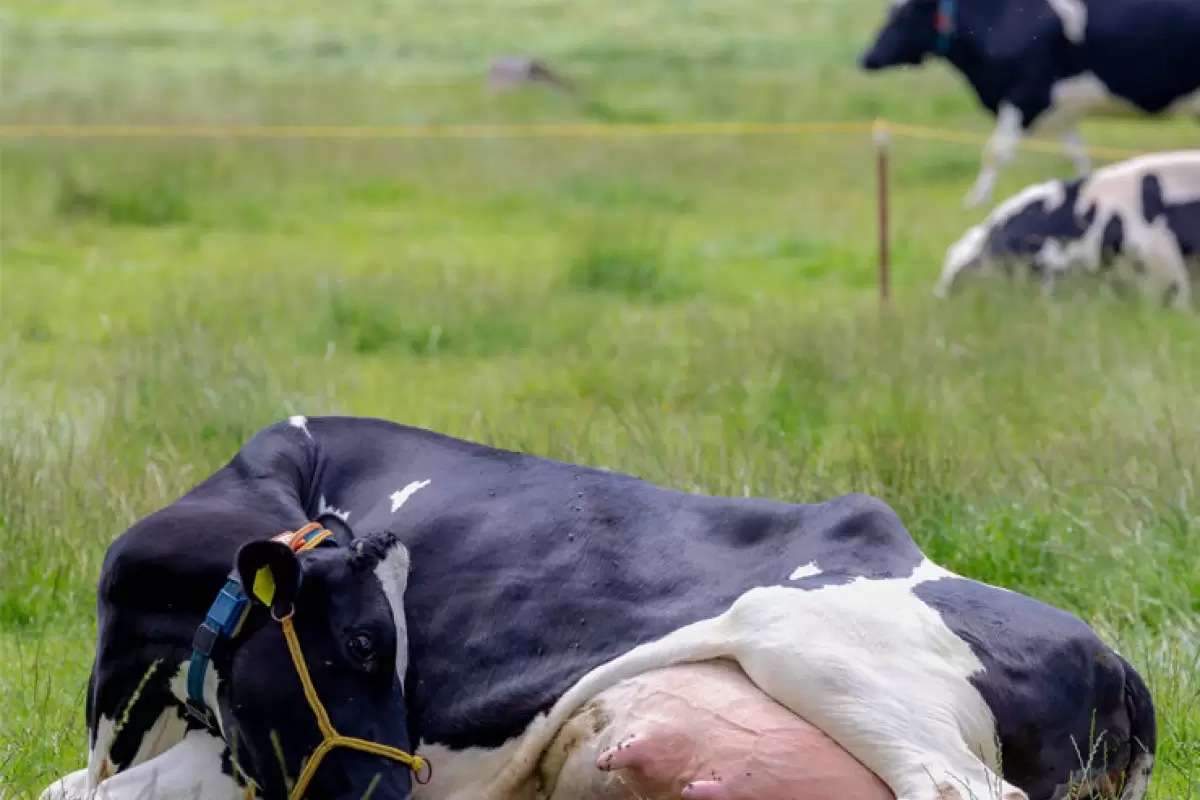 (عکس) این گاو عجیب شیر کم چرب تولید می کند!