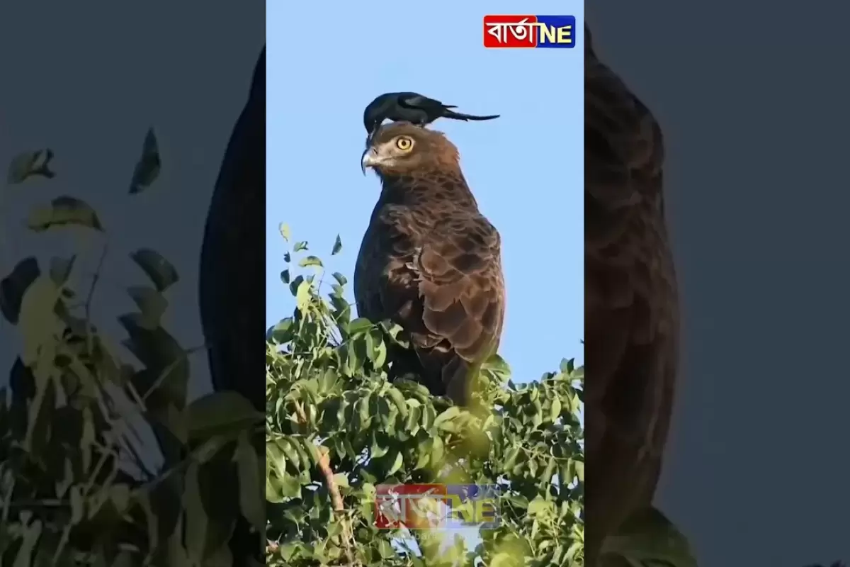 (ویدئو) چرا شاهین شکاری کاری به کار این پرنده کوچک سیاه ندارد؟