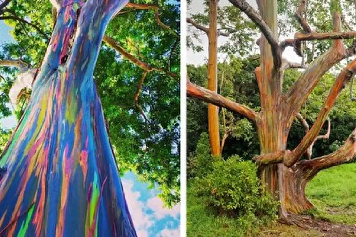 (ویدیو) این درخت عجیب مثل آفتاب پرست رنگ عوض می کند