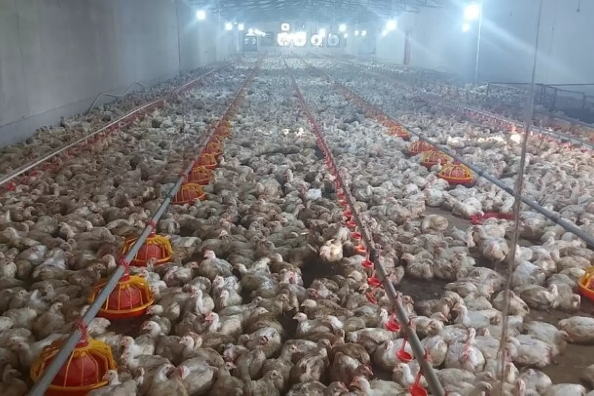 کنارک در تولید گوشت مرغ به خودکفایی می‌رسد