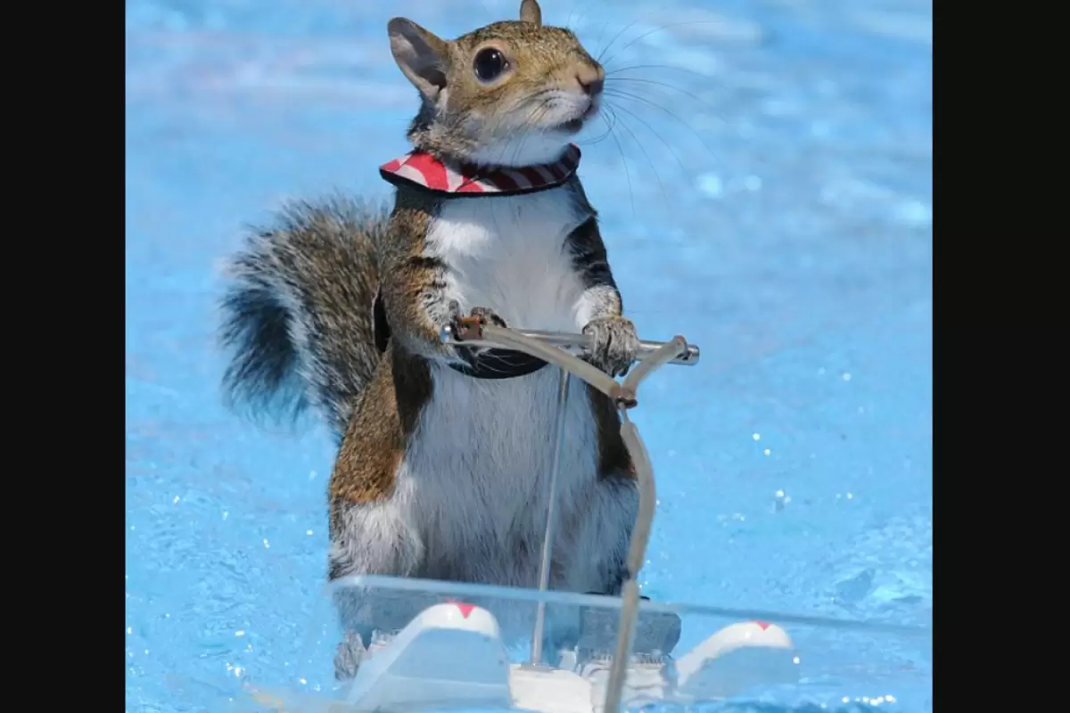(ویدئو) مهارت حیرت‌انگیز یک سنجاب در اسکی روی آب