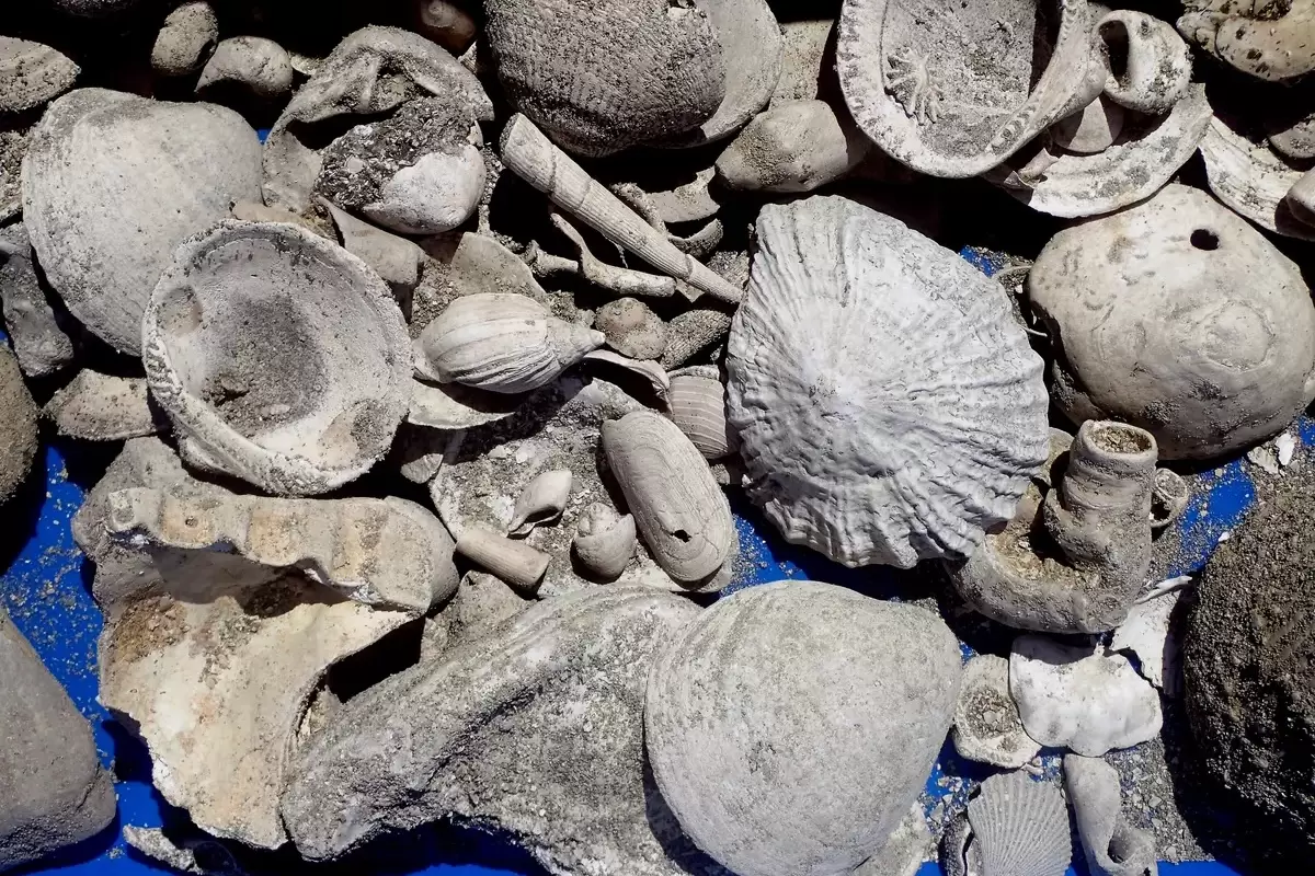 کشف گنجینۀ طبیعی سه میلیون ساله در حین حفاری فاضلاب