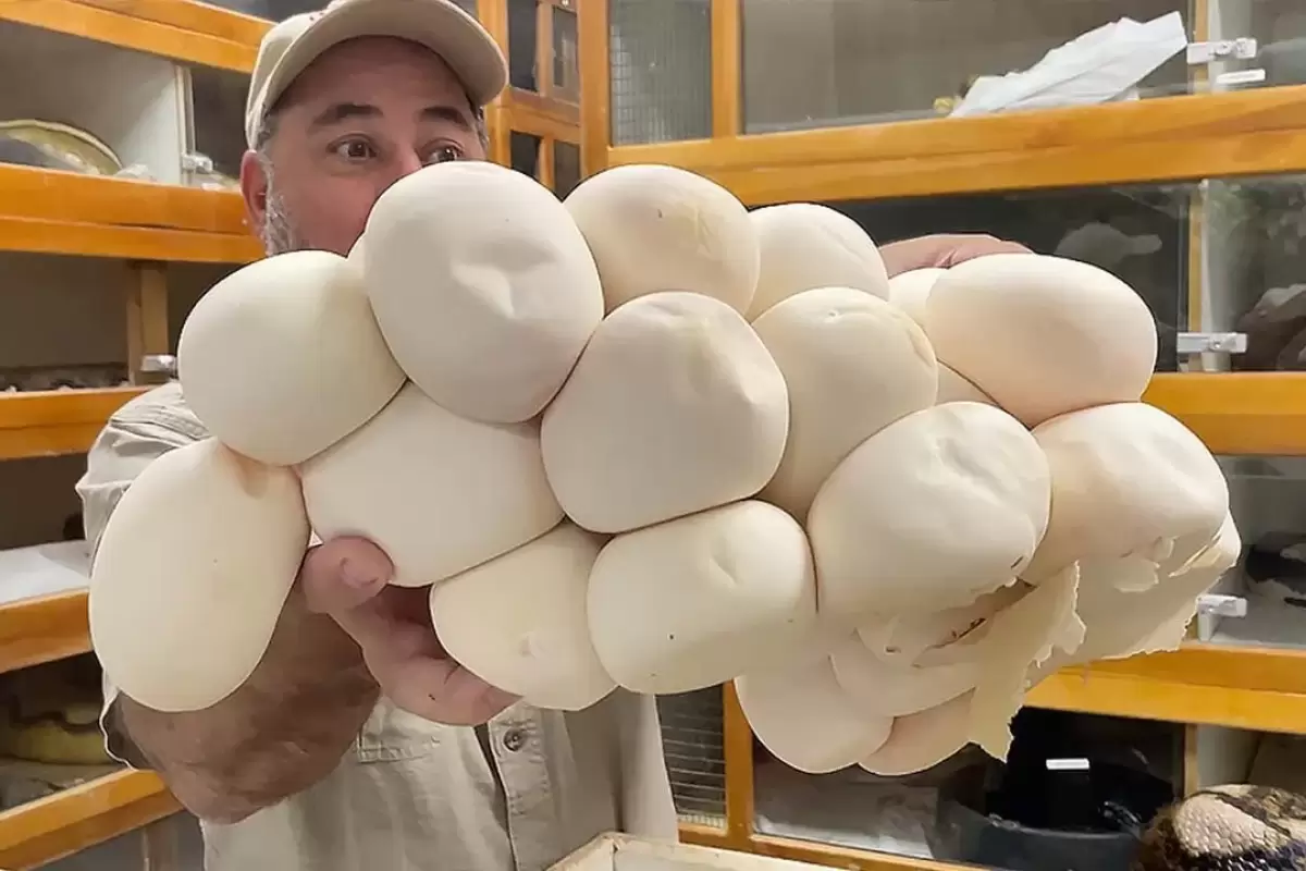 (ویدئو) پرورشگاه مار پیتون و بوآ؛ عملیات برداشت تخم های غول پیکر مار پیتون